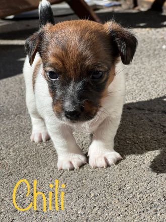 Jack Russell Terrier