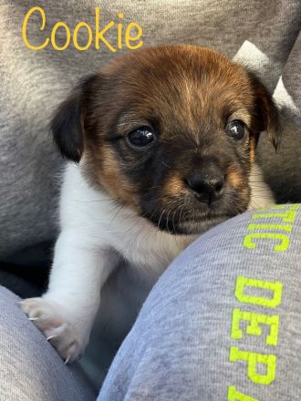 Jack Russell Terrier