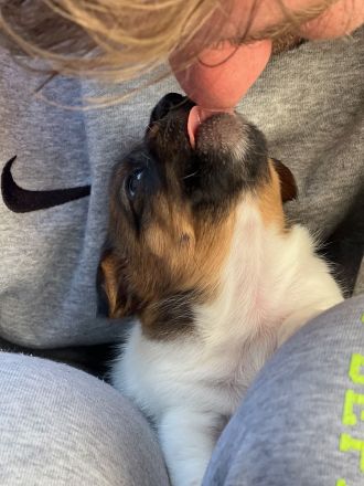 Jack Russell Terrier