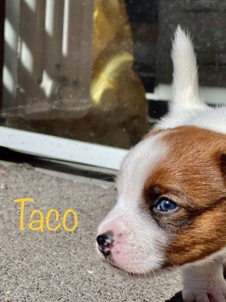 Jack Russell Terrier