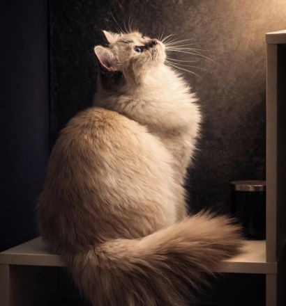 Ragdolls von den kleinen Knispeln