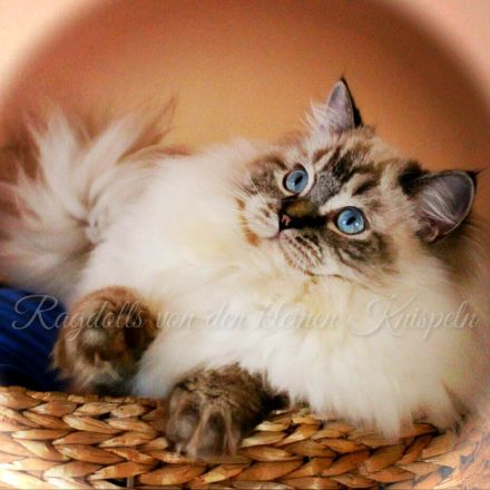 Ragdolls von den kleinen Knispeln