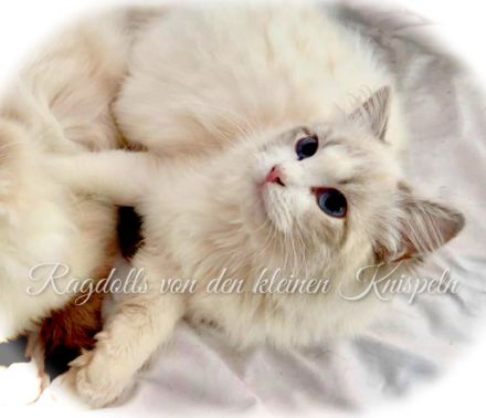 Ragdolls von den kleinen Knispeln