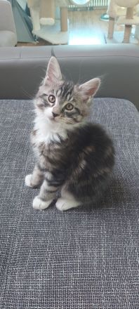 Kitten Maine coon Masimo