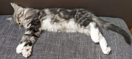 Kitten Maine coon Masimo