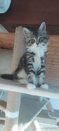Kitten Maine coon Masimo