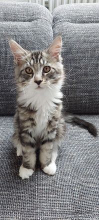 Kitten Maine coon Masimo