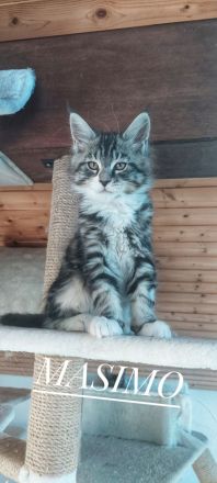 Kitten Maine coon Masimo