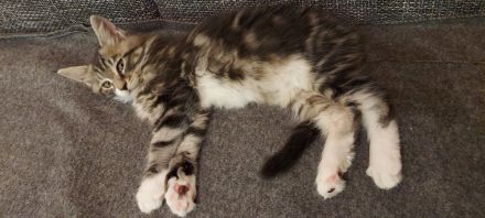 Kitten Maine coon Masimo