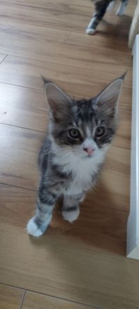 Kitten Maine coon Atos