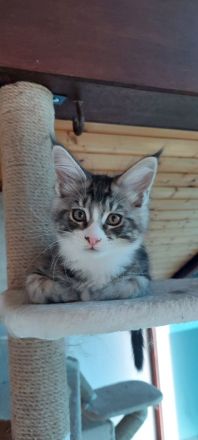 Kitten Maine coon Atos