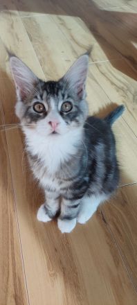 Kitten Maine coon Atos