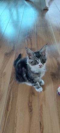 Kitten Maine coon Atos