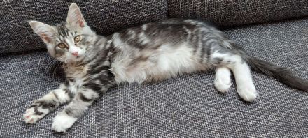 Kitten Maine coon Atos