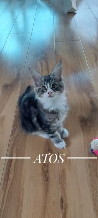 Kitten Maine coon Atos