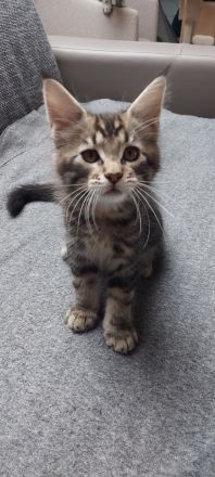 Kitten Maine coon Gilbert