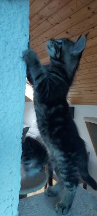 Kitten Maine coon Gilbert