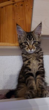 Kitten Maine coon Gilbert