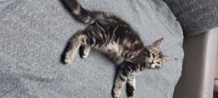 Kitten Maine coon Gilbert