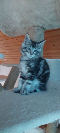 Kitten Maine coon Pino