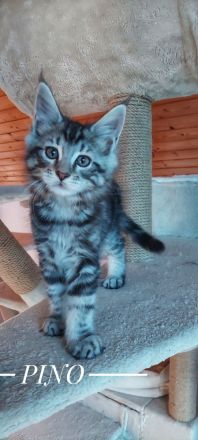 Kitten Maine coon Pino