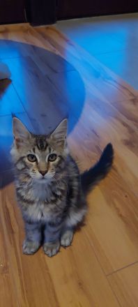 Kitten Maine coon Pino