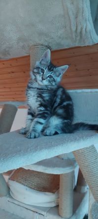 Kitten Maine coon Pino