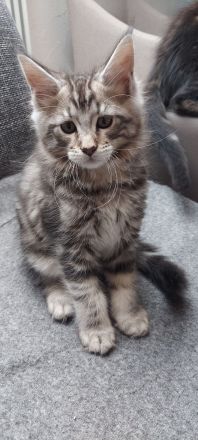 Kitten Maine coon Pino