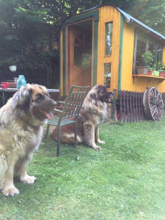 Leonberger Bärenhund Welpen
