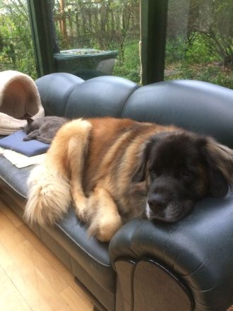 Leonberger Bärenhund Welpen