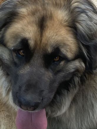 Leonberger Bärenhund Welpen
