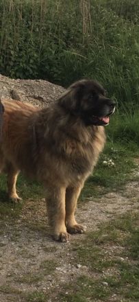 Leonberger Bärenhund Welpen