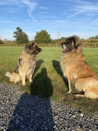 Leonberger Bärenhund Welpen