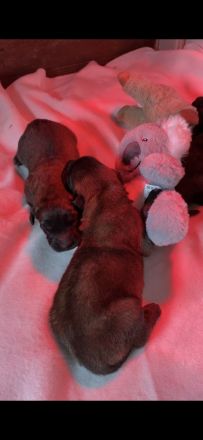 Leonberger Bärenhund Welpen