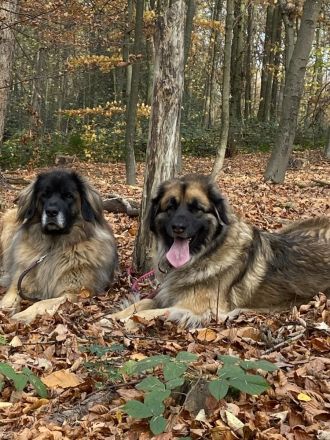 Leonberger Bärenhund Welpen