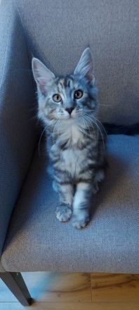 Kätzchen Maine coon Kira