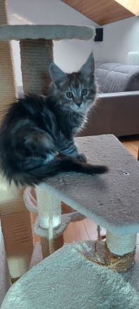 Kätzchen Maine coon Kira