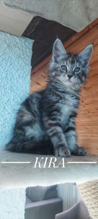 Kätzchen Maine coon Kira