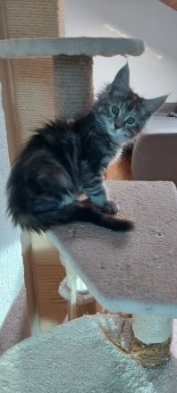 Kätzchen Maine coon Kira