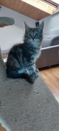 Kätzchen Maine coon Kira