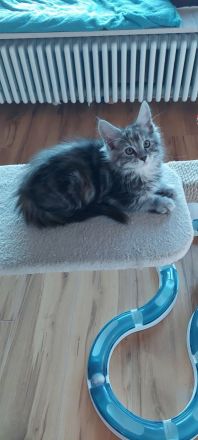 Kätzchen Maine coon Kira