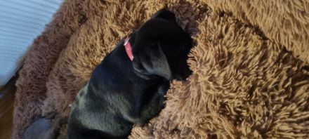 Reinrassige Labrador Welpen mit Ahnentafel