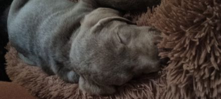 Reinrassige Labrador Welpen mit Ahnentafel