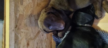 Reinrassige Labrador Welpen mit Ahnentafel