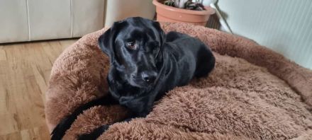 Reinrassige Labrador Welpen mit Ahnentafel