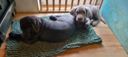 Reinrassige Labrador Welpen mit Ahnentafel