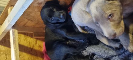 Reinrassige Labrador Welpen mit Ahnentafel