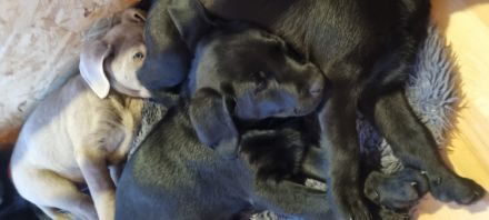 Reinrassige Labrador Welpen mit Ahnentafel