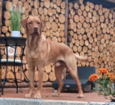 Reinrassige Labrador Welpen mit Ahnentafel