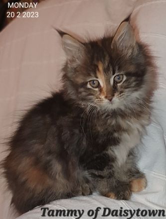 Maine Coons of Daisytown